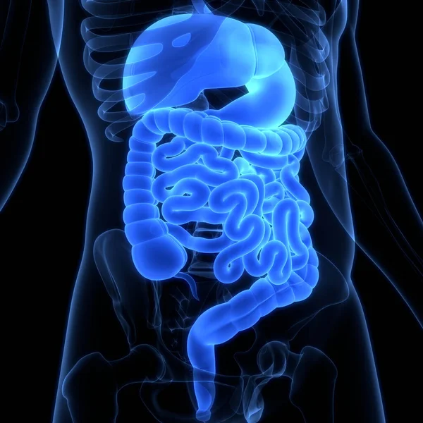 Anatomia Del Sistema Digestivo Umano — Foto Stock