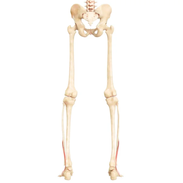 Sistema Muscular Humano Músculos Perna Anatomia Músculo Posterior Tibial — Fotografia de Stock