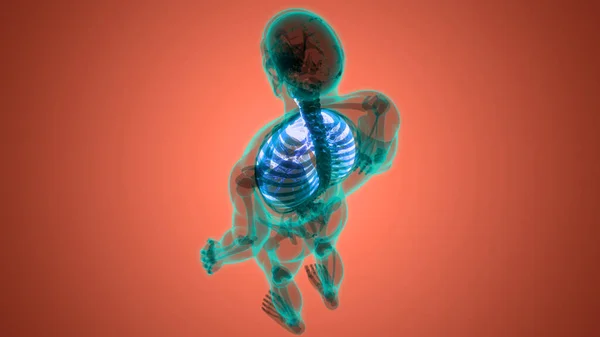 Anatomia Polmonare Del Sistema Respiratorio Umano Illustrazione — Foto Stock