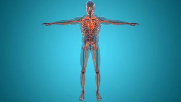 人类循环系统心脏解剖 3D插图 — 图库照片