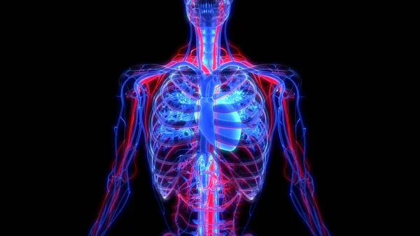 Anatomia Cardiaca Del Sistema Circolatorio Umano Illustrazione — Foto Stock