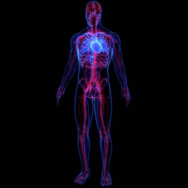 Людська Кровоносна Система Анатомія Серця Ілюстрація — стокове фото
