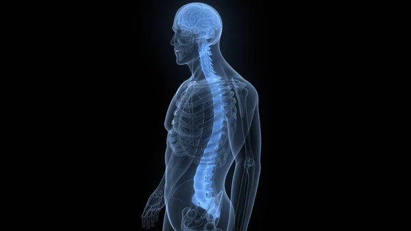 Vertebral Column of Human Skeleton System Anatomy