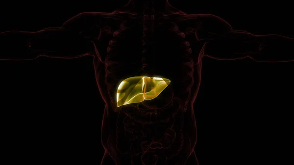 Menselijke Interne Spijsverteringsorgaan Lever Anatomie Illustratie — Stockfoto