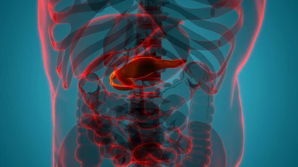 Anatomía Del Órgano Interior Humano — Foto de Stock