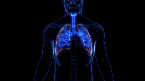 人类呼吸系统隆起解剖 3D插图 — 图库照片
