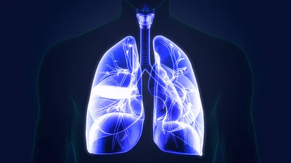 Human Respiratory System Lungs Anatomy Ilustración —  Fotos de Stock