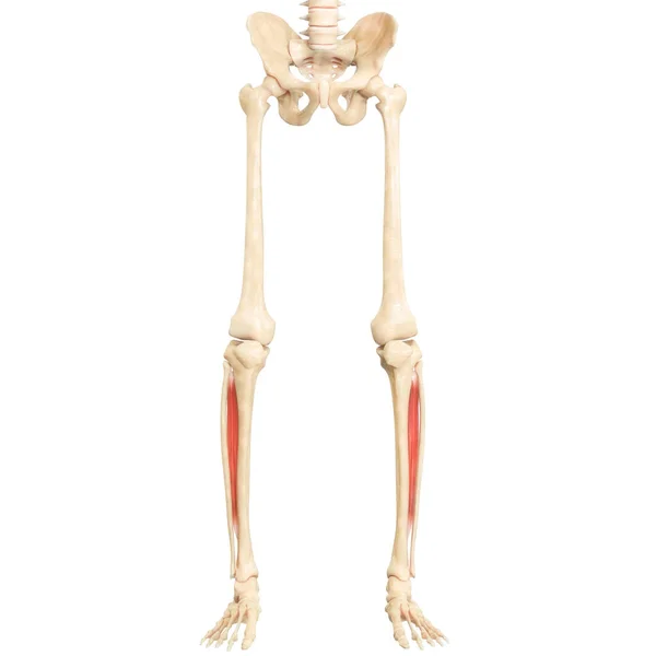Muskler Anatomi Tredimensionell — Stockfoto