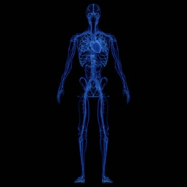 Nsan Dolaşım Sistemi Kalp Anatomisi Illüstrasyon — Stok fotoğraf