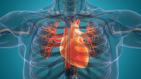 Human Circulatory System Heart Anatomy. 3D illustration 