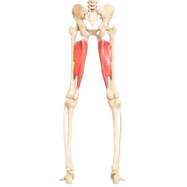 Sistema Muscular Humano Pernas Músculos Adutor Magnus Anatomia Muscular — Fotografia de Stock