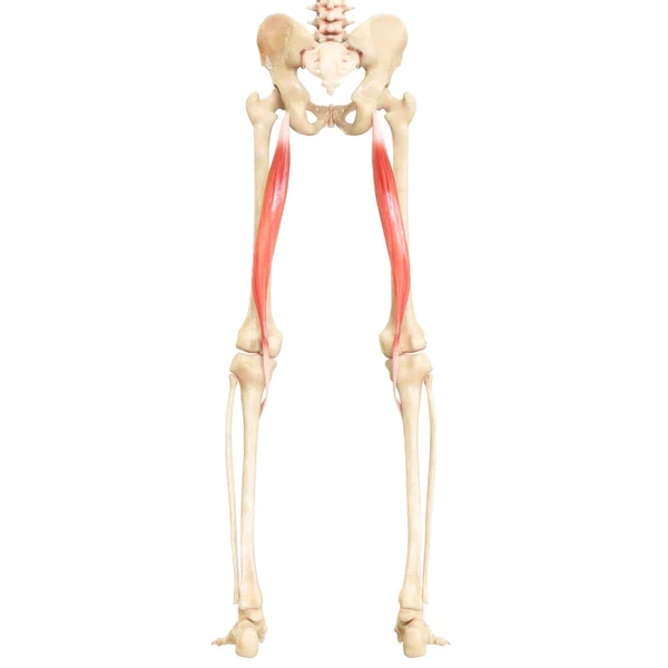 人类肌肉系统腿肌肉两头肌解剖 — 图库照片