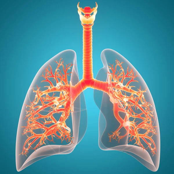 Ανθρώπινο Αναπνευστικό Σύστημα Πνεύμονες Ανατομία Απεικόνιση — Φωτογραφία Αρχείου