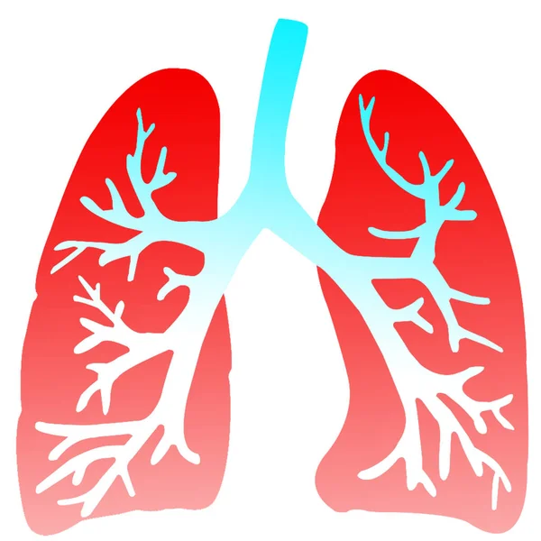 Human Respiratory System Lungs Anatomy Ilustración — Foto de Stock