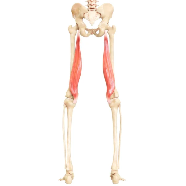 Sistema Muscular Humano Piernas Músculos Rectus Femoris Anatomía Muscular — Foto de Stock