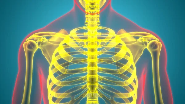 Anatomia Delle Articolazioni Ossee Del Sistema Scheletrico Umano — Foto Stock