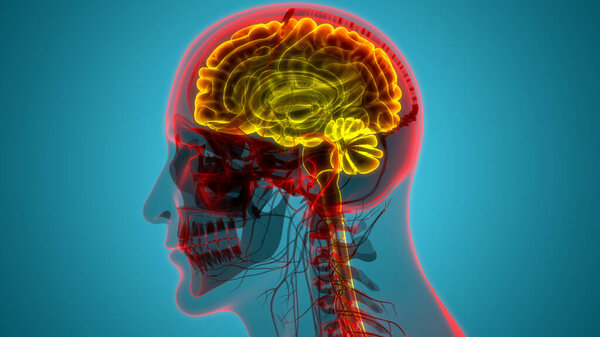 Central Organ of Human Nervous System Brain Anatomy. 3D