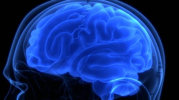 Centralny Organ Anatomii Mózgu Ludzkiego Układu Nerwowego — Zdjęcie stockowe