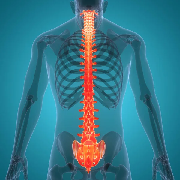 Columna Vertebral Anatomía Del Sistema Esquelético Humano — Foto de Stock