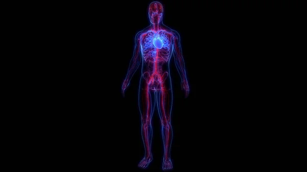 Nsan Dolaşım Sistemi Kalp Anatomisi Illüstrasyon — Stok fotoğraf