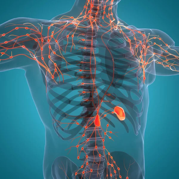 Ludzki System Wewnętrzny Węzły Chłonne Anatomia — Zdjęcie stockowe