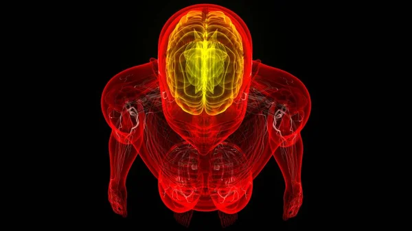 Zentralorgan Des Menschlichen Nervensystems Gehirnanatomie — Stockfoto