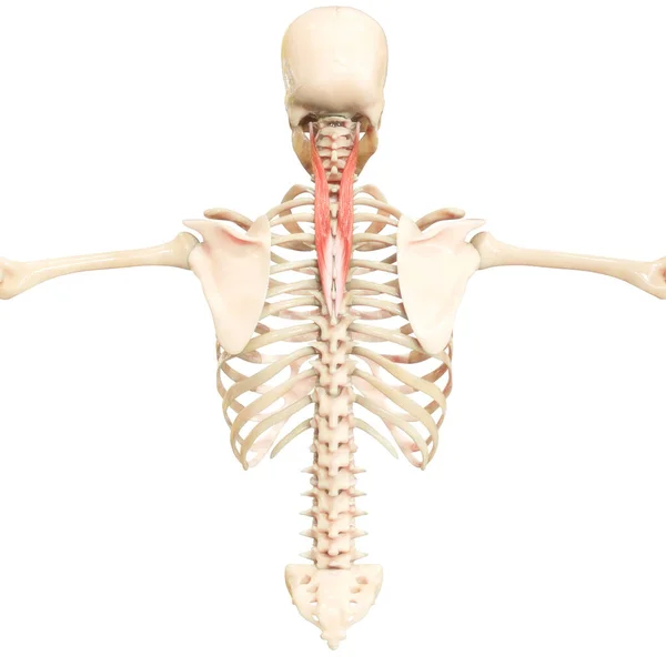 Sistema Muscolare Umano Torso Muscoli Capitus Anatomia Muscolare — Foto Stock