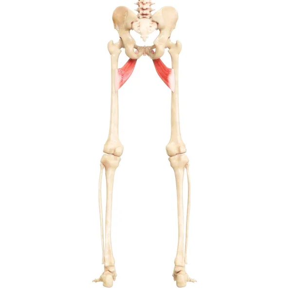 Nsan Kas Sistemi Bacak Addüktörü Brevis Kas Anatomisi Boyut — Stok fotoğraf