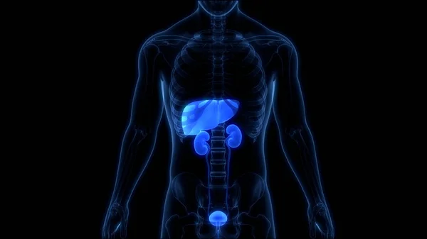 Organi Interni Umani Fegato Con Anatomia Del Sistema Urinario — Foto Stock