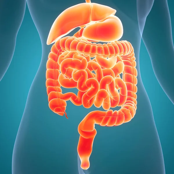 人消化系统胃与小肠胃解剖 — 图库照片