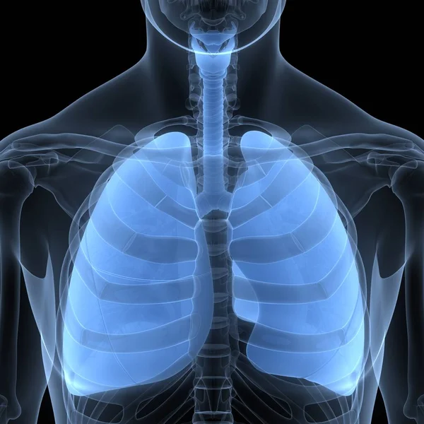 Human Respiratory System Lungs Anatomy Ілюстрація — стокове фото