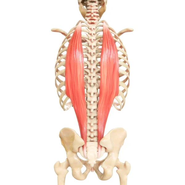 Anatomia Dos Músculos Sistema Muscular Humano — Fotografia de Stock
