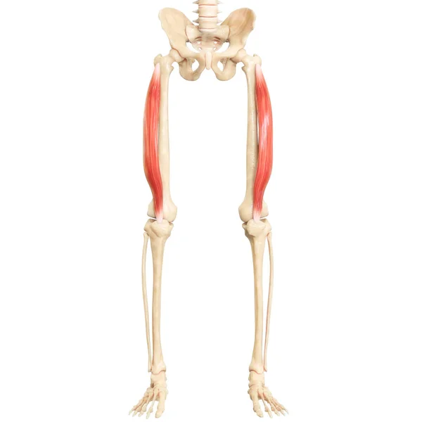 Ihmisen Lihasten Anatomia — kuvapankkivalokuva