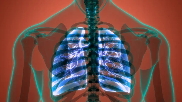 Anatomie Pulmonaire Système Respiratoire Humain Illustration — Photo