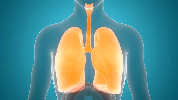 人間の呼吸器系の肺の解剖学 3Dイラスト — ストック写真