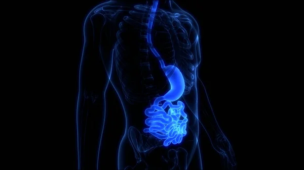 Estómago Del Sistema Digestivo Humano Con Anatomía Del Intestino Delgado —  Fotos de Stock