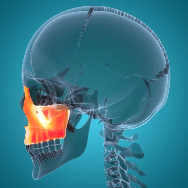 Sistema Esqueleto Humano Peças Osso Caveira Maxilla Anatomia — Fotografia de Stock