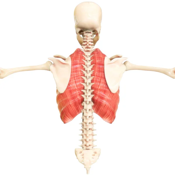 Mänskliga Muskler Bröstkorgen Muskler Intercostal Stora Muskler Anatomi Posterior View — Stockfoto