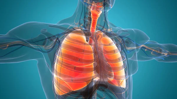 Ανθρώπινο Αναπνευστικό Σύστημα Πνεύμονες Ανατομία Απεικόνιση — Φωτογραφία Αρχείου