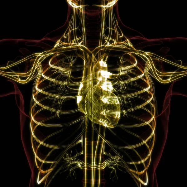 Ludzki Układ Krążenia Anatomia Serca Ilustracja — Zdjęcie stockowe
