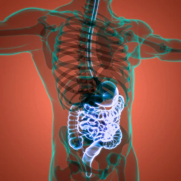 Anatomía Del Sistema Digestivo Humano —  Fotos de Stock