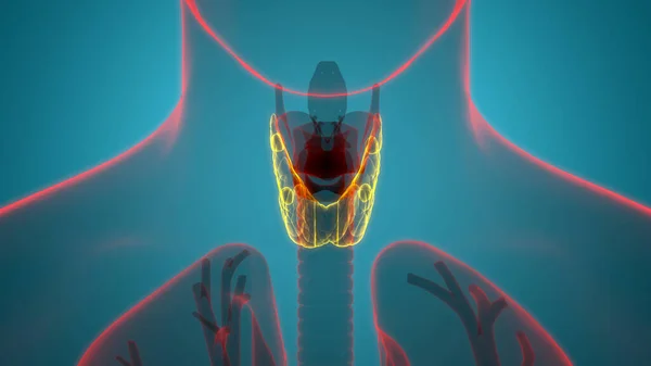 Людський Організм Glands Thyroid Gland Anatomy Ілюстрація — стокове фото