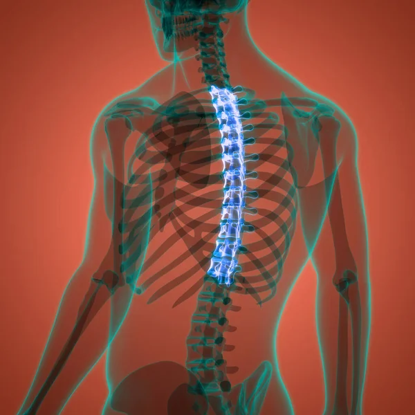 Vertebral Column Human Skeleton System Anatomy — Stock Photo, Image