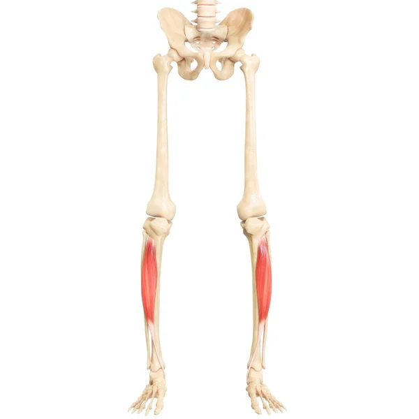 Anatomie Musculaire Système Musculaire Humain — Photo