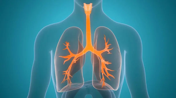 Human Respiratory System Lungs Anatomy Ilustración —  Fotos de Stock