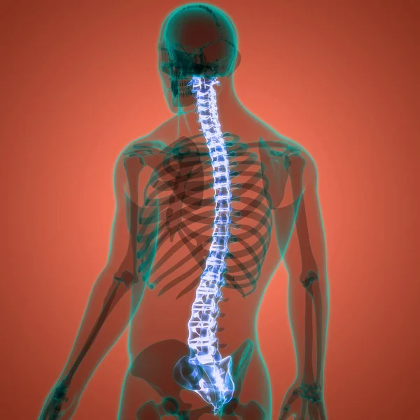 Εγκεφαλική Στήλη Του Ανθρώπινου Σκελετού Σύστημα Ανατομία — Φωτογραφία Αρχείου