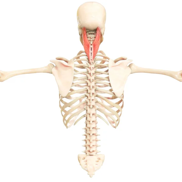 Sistema Muscular Humano Torso Músculos Capitus Anatomía Muscular — Foto de Stock