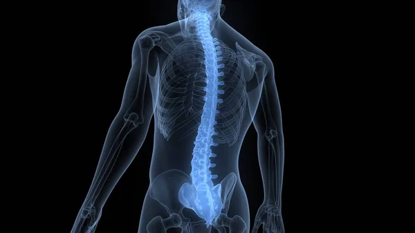 Позвоночная Колонна Анатомии Скелетной Системы Человека — стоковое фото