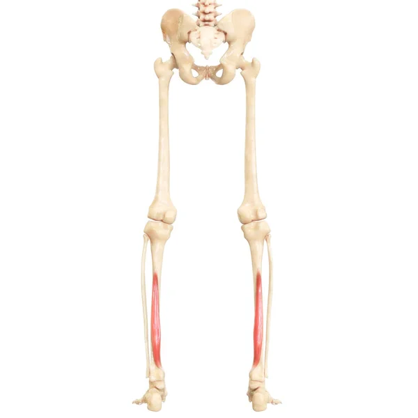 Menselijk Spierstelsel Benen Spierspieren Gastrocnemius Spieranatomie — Stockfoto