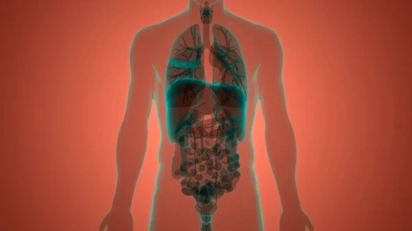 Menselijke Interne Orgaanmilt Anatomie — Stockfoto